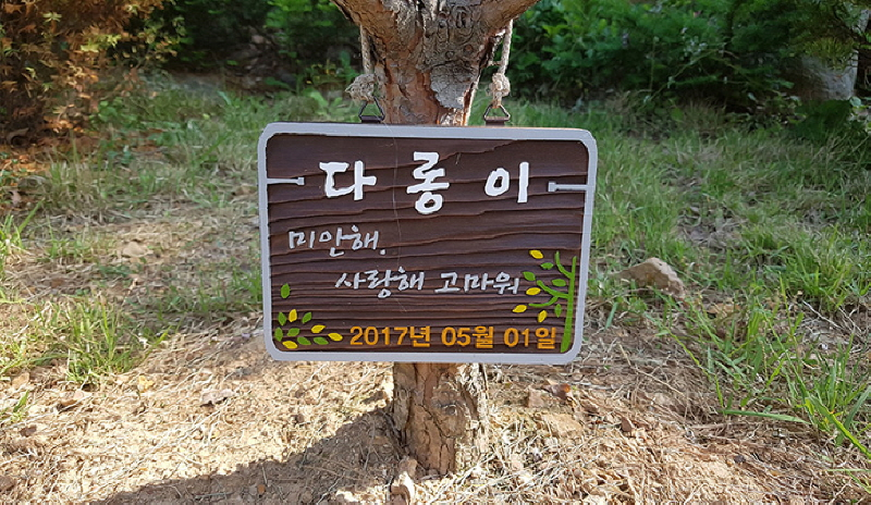 고양이 장례, 강아지와 무엇이 다를까요? 집사님을 위한 ‘고양이 화장’ 필수 팁