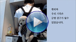 강아지화장 알아보기